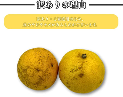 黄金柑 1kg／2kg／5kg おうごんかん 訳あり 愛媛県産