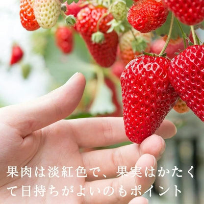 いちご　古都華　270g 2パック　奈良県産　【クール便対応】