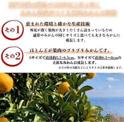 赤秀 みかん　贈答用　1.5kg／3kg／5kg (SMLサイズ)　愛媛県産　【選果選別済　老舗八百屋が厳選した石地ミカン】