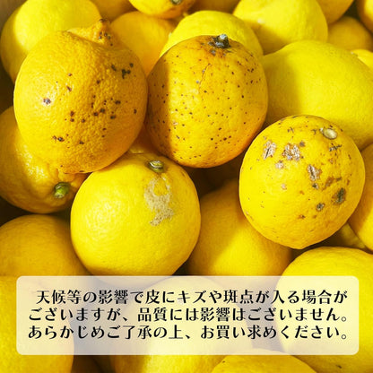 レモン 国産 訳あり 1kg/2kg/3kg/5kg 皮まで食べられる ノーワックス 防腐剤 防カビ剤 不使用