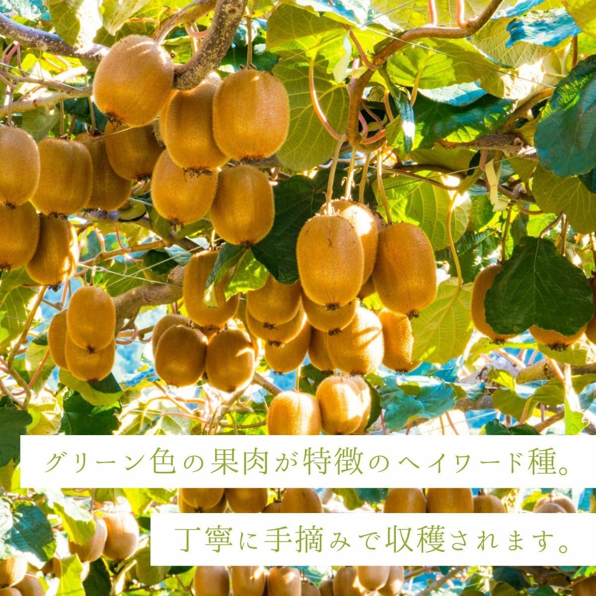 キウイ　ご家庭用　1kg／2kg／5kg　愛媛県産