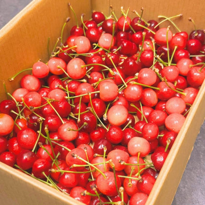 <予約開始> さくらんぼ 訳あり 山形県 700g／1kg／2kg／5kg 品種お任せ <クール便> S～2Lサイズ混合 バラ詰め サクランボ ご家庭用 (6月下旬頃から発送予定)