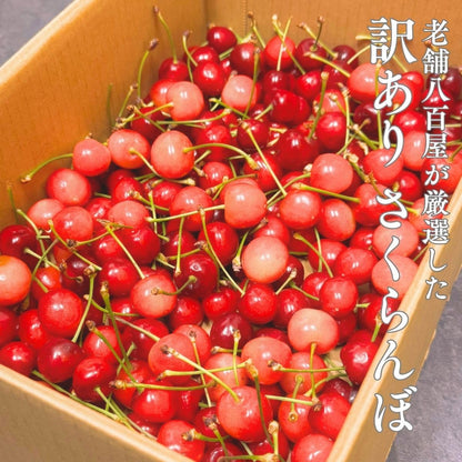 <予約開始> さくらんぼ 訳あり 山形県 700g／1kg／2kg／5kg 品種お任せ <クール便> S～2Lサイズ混合 バラ詰め サクランボ ご家庭用 (6月下旬頃から発送予定)