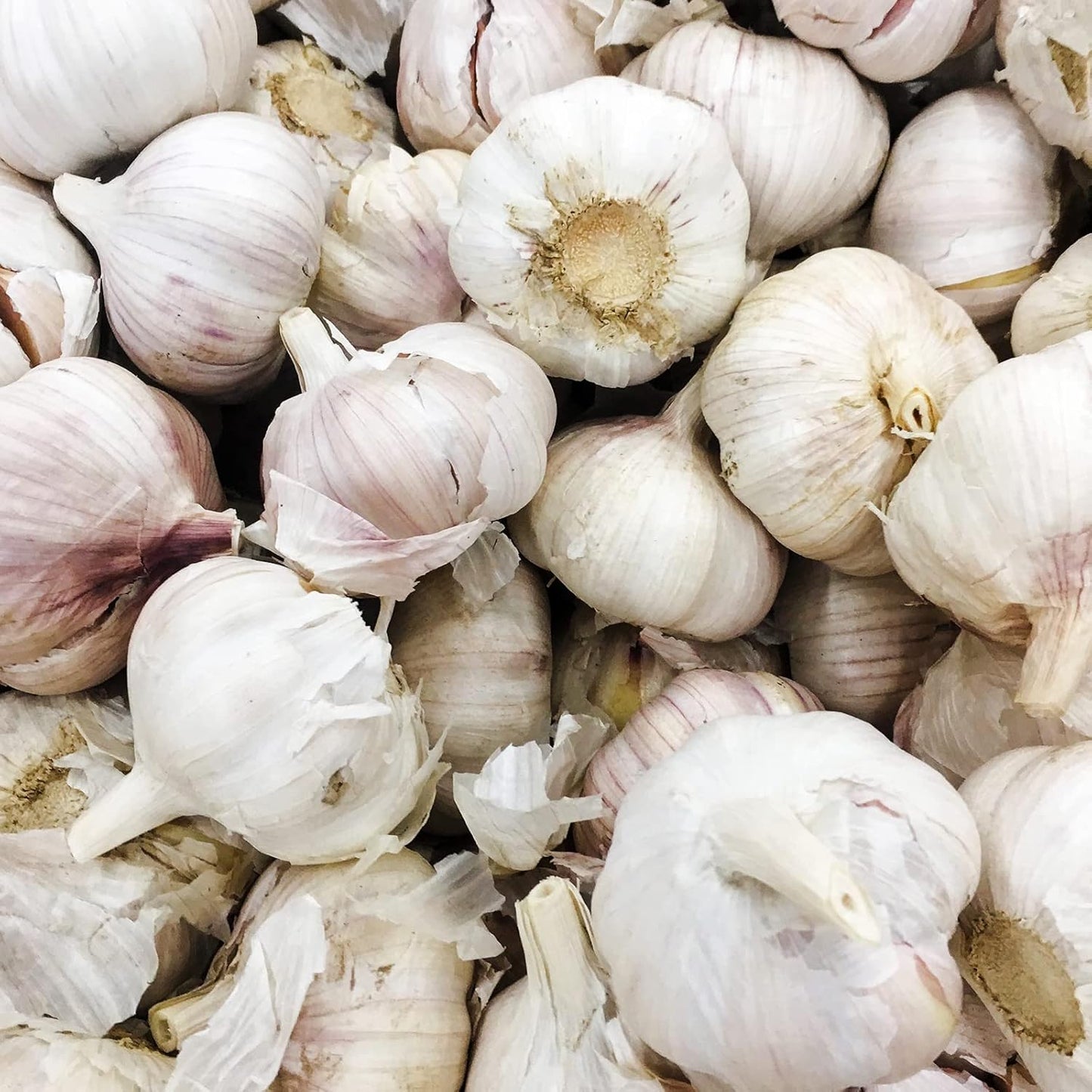 にんにく 1kg 青森 国産 美品 福地ホワイト六片種 ニンニク 良品 大きさ おまかせにんにく ／ にんにく 訳あり 国産 1kg 青森産 ニンニク 大きさ おまかせ 福地ホワイト六片種