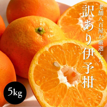 いよかん 訳あり 5kg／10kg 伊予柑 愛媛県産 サイズお任せ スレ 汚れ 黒点あり