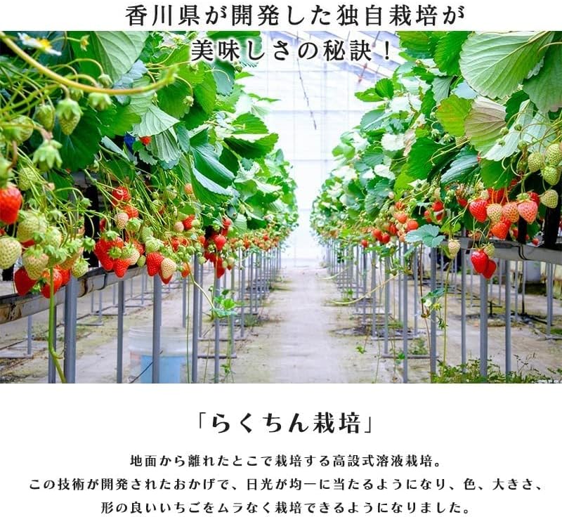 いちご　さぬきひめ　270g 2パック　香川県産【デラックス　クール便対応】