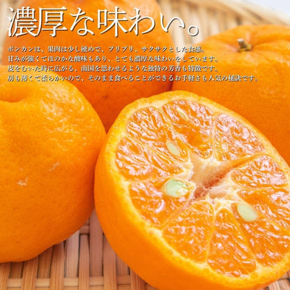 ぽんかん　ご家庭用　5kg／10kg　愛媛県産　【スレ、汚れ、黒点あり】