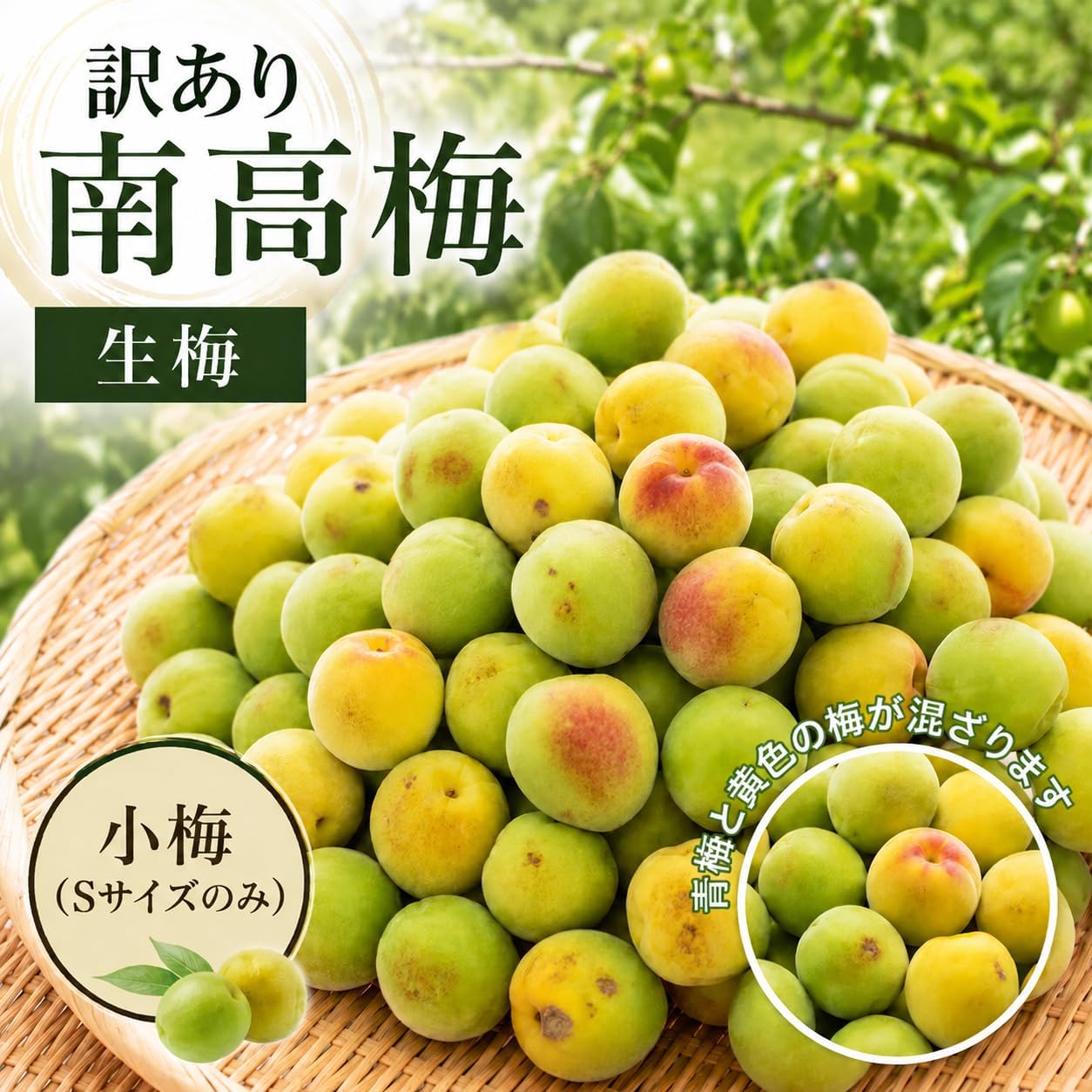 南高梅 生梅 小梅（青、黄色混ざり） 訳あり Sサイズ おまかせ 和歌山県1kg ／2kg／3kg／5kg／10kg うめ ご家庭用 紀州 なんこうばい