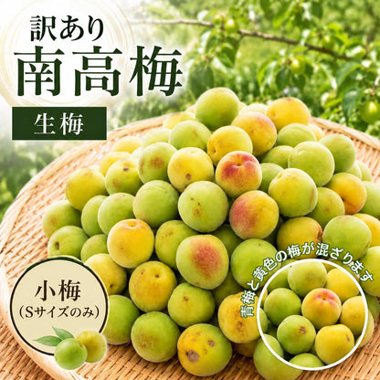 南高梅 生梅 小梅（青、黄色混ざり） 訳あり Sサイズ おまかせ 和歌山県1kg ／2kg／3kg／5kg／10kg うめ ご家庭用 紀州 なんこうばい