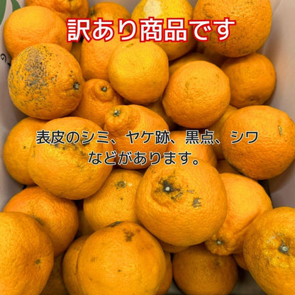 デコポン 訳あり 和歌山産2kg/5kg10kg 国産 (傷・変形・黒シミ・サイズ不揃い・サイズ偏りあり) でこぽん 不知火 しらぬい 柑橘 甘い 大玉 箱 みかん