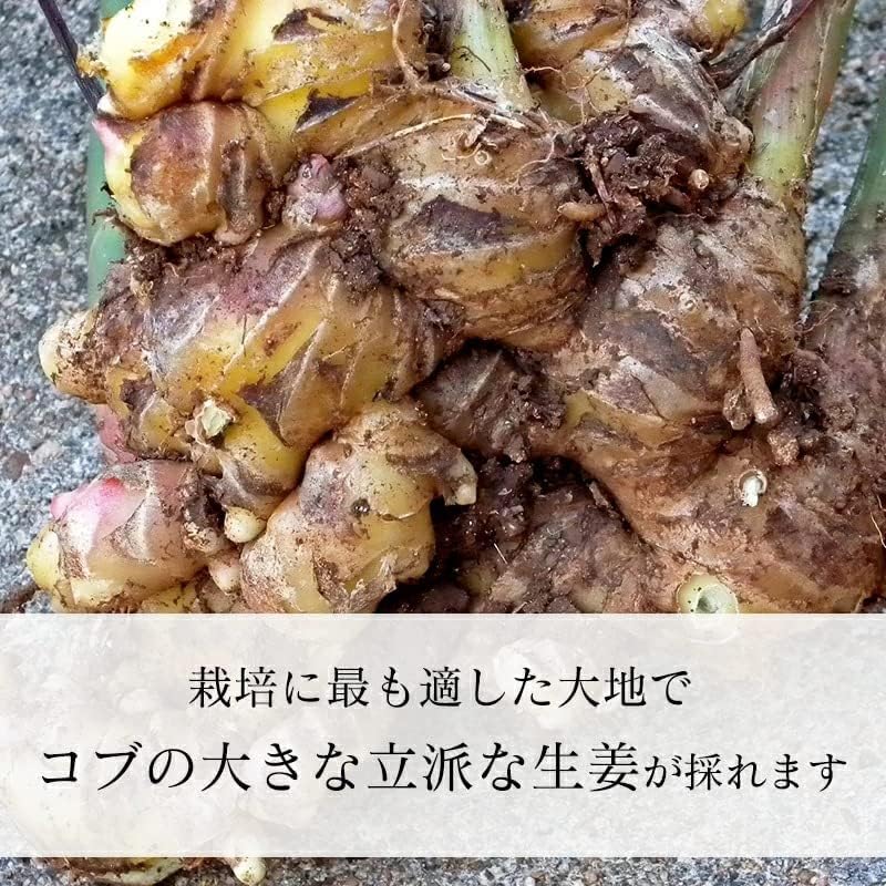 生姜 訳あり1kg/2kg 国産 大生姜 高知県産 ショウガ しょうが 野菜