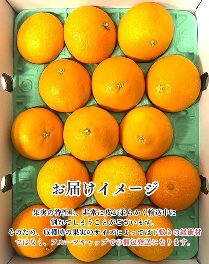 まどんな　贈答用　1.2kg ／3kg　愛媛県産　【化粧箱入り】