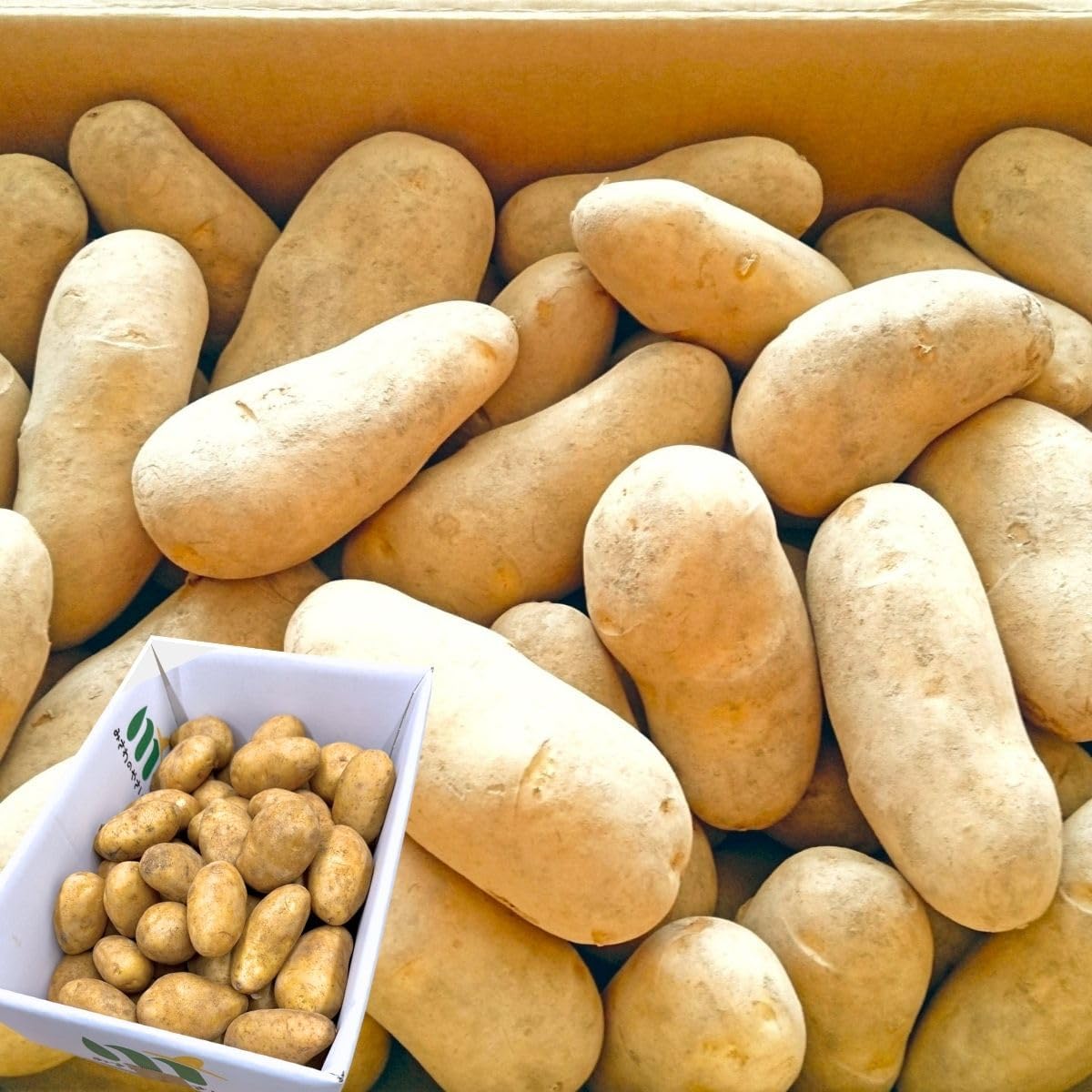 メークイン3kg／5kg ／10kg じゃがいも サイズお任せ(M〜2L) 北海道産 訳あり 新鮮 じゃが芋 国産