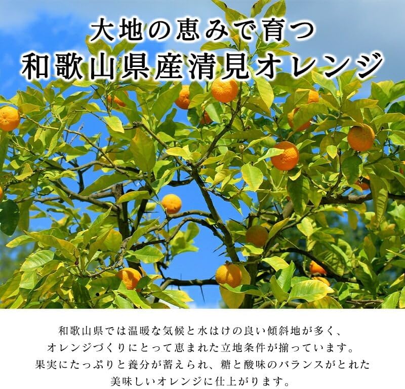 清見オレンジ 3kg／5kg／10kg 和歌山産 訳あり ご家庭用 箱 きよみ 清見タンゴール