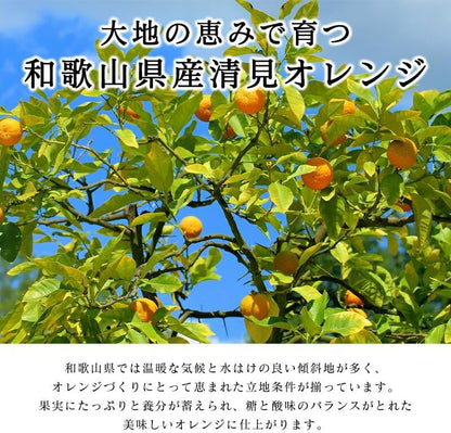 清見オレンジ 3kg／5kg／10kg 和歌山産 訳あり ご家庭用 箱 きよみ 清見タンゴール