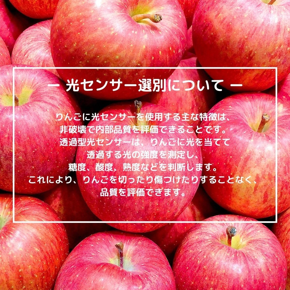【光センサー選別品】 りんご 訳あり ご家庭用 キズあり 1kg/2kg/3kg/5kg10kg 長野県産 おまかせ品種 サンつがる シナノリップ シナノゴールド シナノスウィート シナノドルチェ 林檎 箱 リンゴ [みさわのやさい]