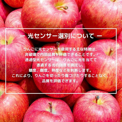 りんご 特選 ギフト 化粧箱 糖度13.5度以上 ふじ 【光センサー選別品】約1.2kg ／約2.5kg 青森県産 長野県産 林檎 箱 リンゴ