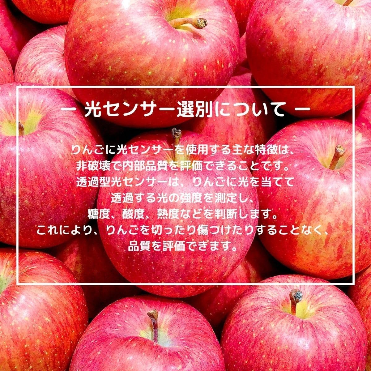 特選ふじりんご　2kg／5kg／10kg　 長野県産・その他　【 糖度13.5度以上　光センサー選別品】