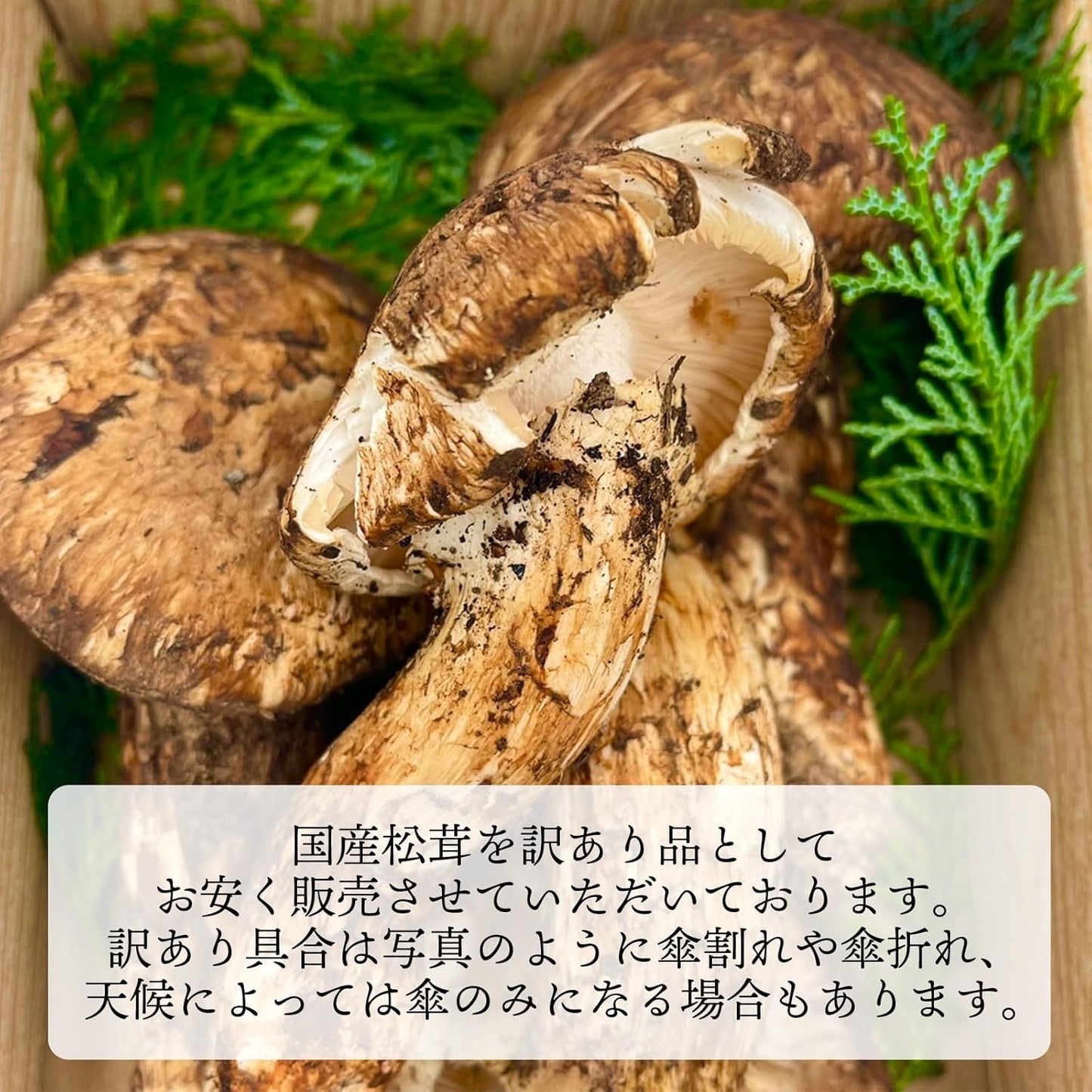 松茸　ご家庭用　100g／200g／300g／1kg　長野県産・その他