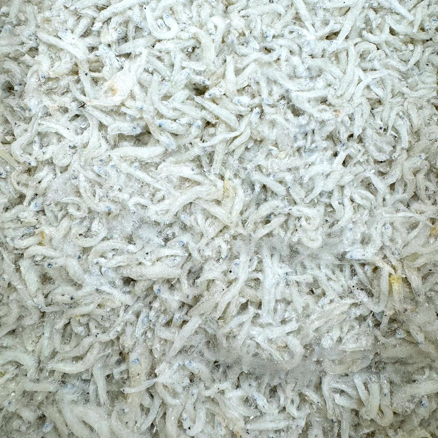 ちりめんじゃこ 国産 1kg 太白ちりめん (柔らか食感のちりめん) 冷凍 瀬戸内海産