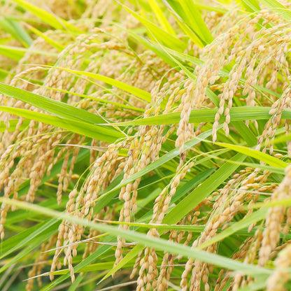 無洗米　ひとめぼれ　5kg／10kg(5kg×2)　岩手県産　【令和6年産】