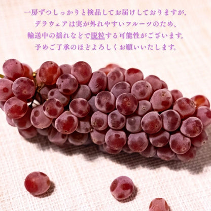 デラウェア　ご家庭用　約1kg(4～8房入り)／約2kg　島根県産・その他　【クール便　糖度20度以上】