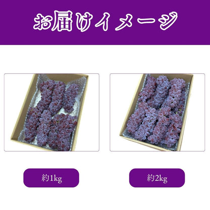 デラウェア　ご家庭用　約1kg(4～8房入り)／約2kg　島根県産・その他　【クール便　糖度20度以上】