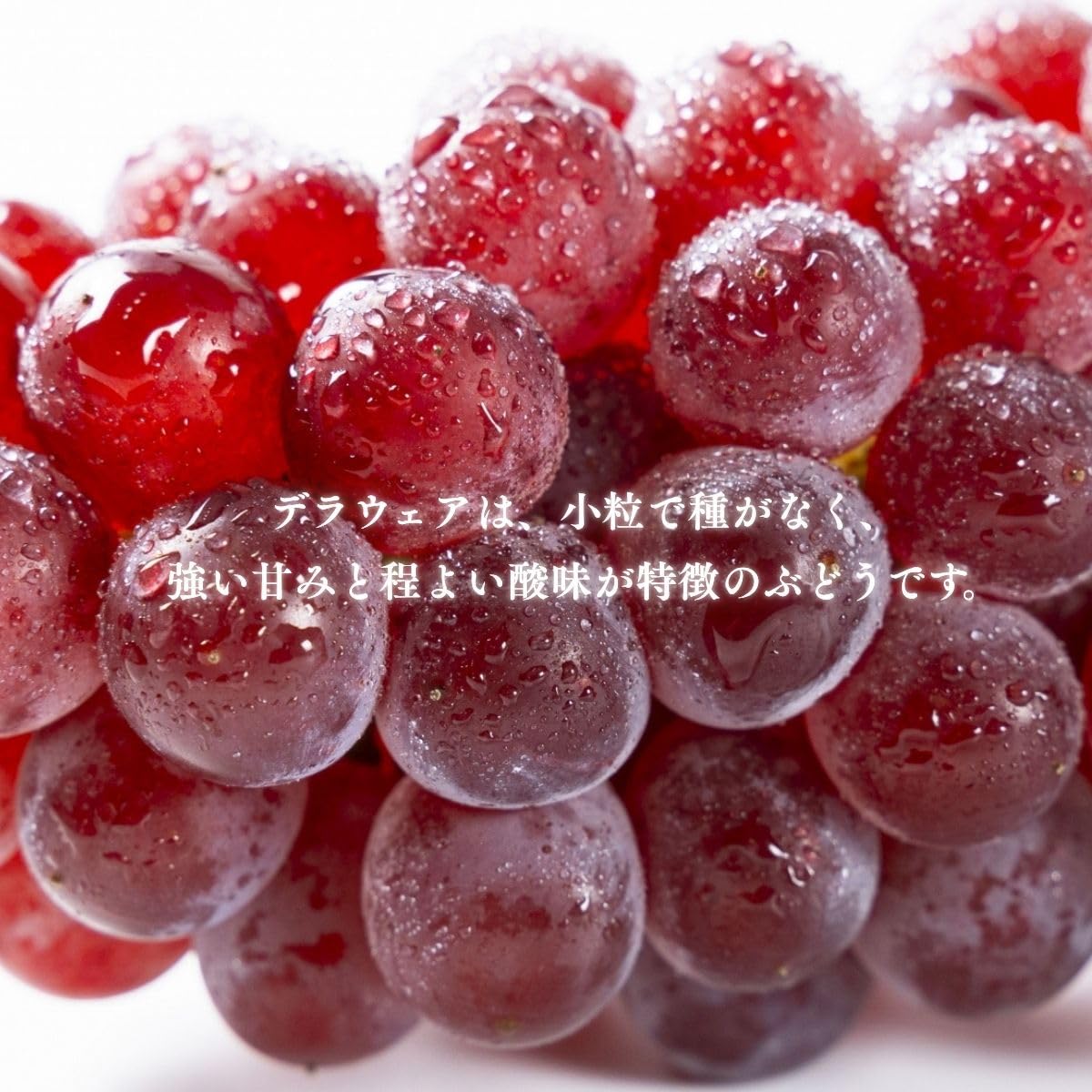 デラウェア　ご家庭用　約1kg(4～8房入り)／約2kg　島根県産・その他　【クール便　糖度20度以上】