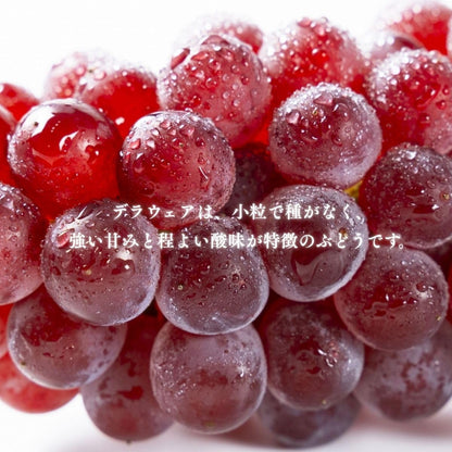 デラウェア　ご家庭用　約1kg(4～8房入り)／約2kg　島根県産・その他　【クール便　糖度20度以上】