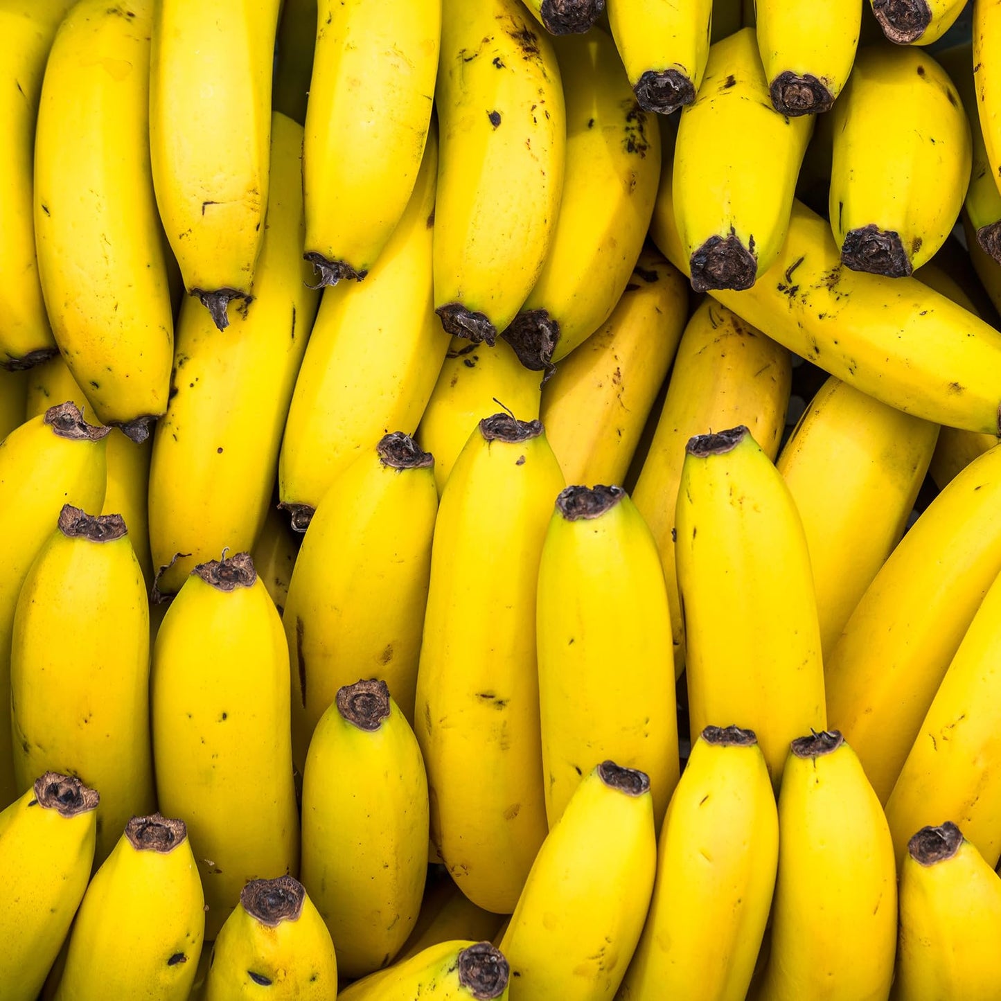 バナナ 訳あり ご家庭用 フィリピン産 約15kg 箱