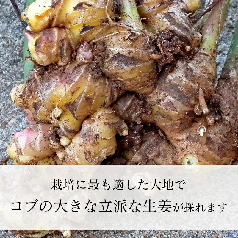 生姜 1kg 国産 黄金生姜 高知県 産 美味しい ショウガ 新鮮 熨斗ラッピング対応