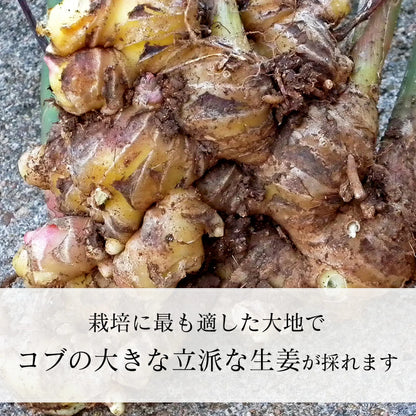 生姜 1kg 国産 黄金生姜 高知県 産 美味しい ショウガ 新鮮 熨斗ラッピング対応