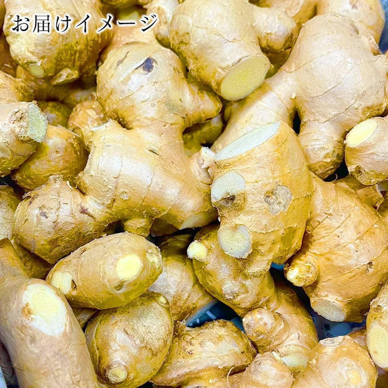 生姜 1kg 国産 黄金生姜 高知県 産 美味しい ショウガ 新鮮 熨斗ラッピング対応